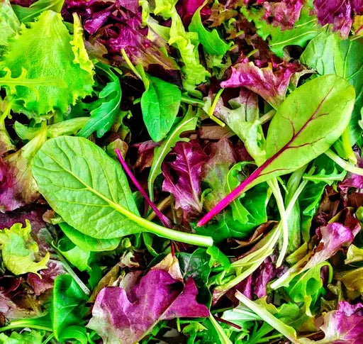 Mesclun Mixed Greens, Lettuce mix, - BoxGardenSeedsLLC -Lettuce - Seeds