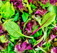 - BoxGardenSeedsLLC - Mesclun Mix Mixed Greens, Lettuce, - Lettuce - Seeds