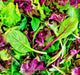 Mesclun Mixed Greens, Lettuce mix, -- BoxGardenSeedsLLC -Lettuce - Seeds