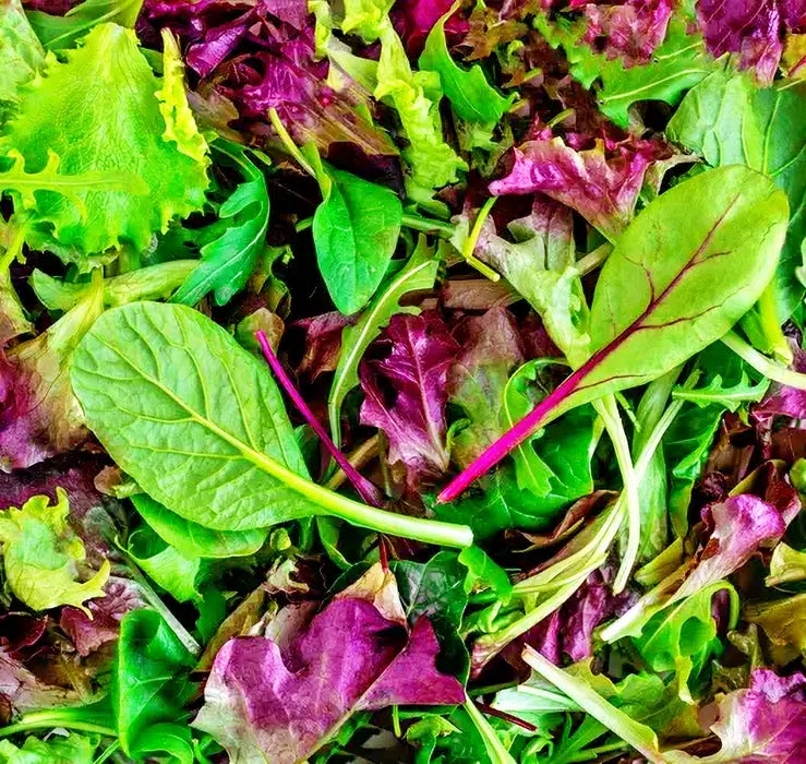 Mesclun Mixed Greens, Lettuce mix, -- BoxGardenSeedsLLC -Lettuce - Seeds