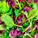 Mesclun Mixed Greens, Lettuce mix, - BoxGardenSeedsLLC -Lettuce - Seeds