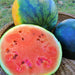 Katana Watermelon Heirloom Seeds Melon Open Pollinated Seeds Non-GMO - BoxGardenSeedsLLC - Melons, Cantaloupe - Seeds - USA Seller, Thank you for shopping here today, Naturally Grown GMO Free Seeds, Heirloom Open Pollinated Seeds, Fresh Top Quality Premium Seeds