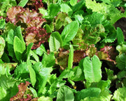 Heirloom Cutting Mix, Lettuce - BoxGardenSeedsLLC - Lettuce - Seeds - USA Seller, Thank you for shopping here today, Naturally Grown GMO Free Seeds, Heirloom Open Pollinated Seeds, Fresh Top Quality Premium Seeds