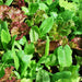 Heirloom Cutting Mix, Lettuce, - BoxGardenSeedsLLC -Lettuce - Seeds