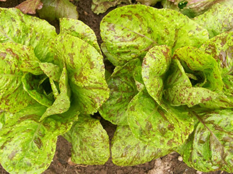 Tricolor Romaine Blend, Lettuce - BoxGardenSeedsLLC - Lettuce - Seeds - Fresh Heirloom Open Pollinated Seeds, USA Seller, Thank you for shopping here today, Naturally Grown GMO Free Seeds, Heirloom Open Pollinated Seeds, Fresh Top Quality Premium Seeds