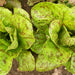 Tricolor Romaine Blend, Lettuce, - BoxGardenSeedsLLC -Lettuce - Seeds