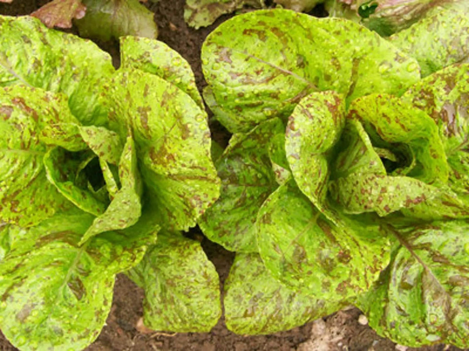 Tricolor Romaine Blend, Lettuce, - BoxGardenSeedsLLC -Lettuce - Seeds