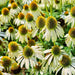 White Swan Coneflower, Echinacea, - BoxGardenSeedsLLC -Culinary/Medicinal Herbs - Seeds