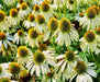 White Swan Coneflower, Echinacea, -- BoxGardenSeedsLLC -Culinary/Medicinal Herbs - Seeds