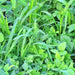 Garden Cover Crop Mix, - BoxGardenSeedsLLC -Gourmet/Native Greens - Seeds