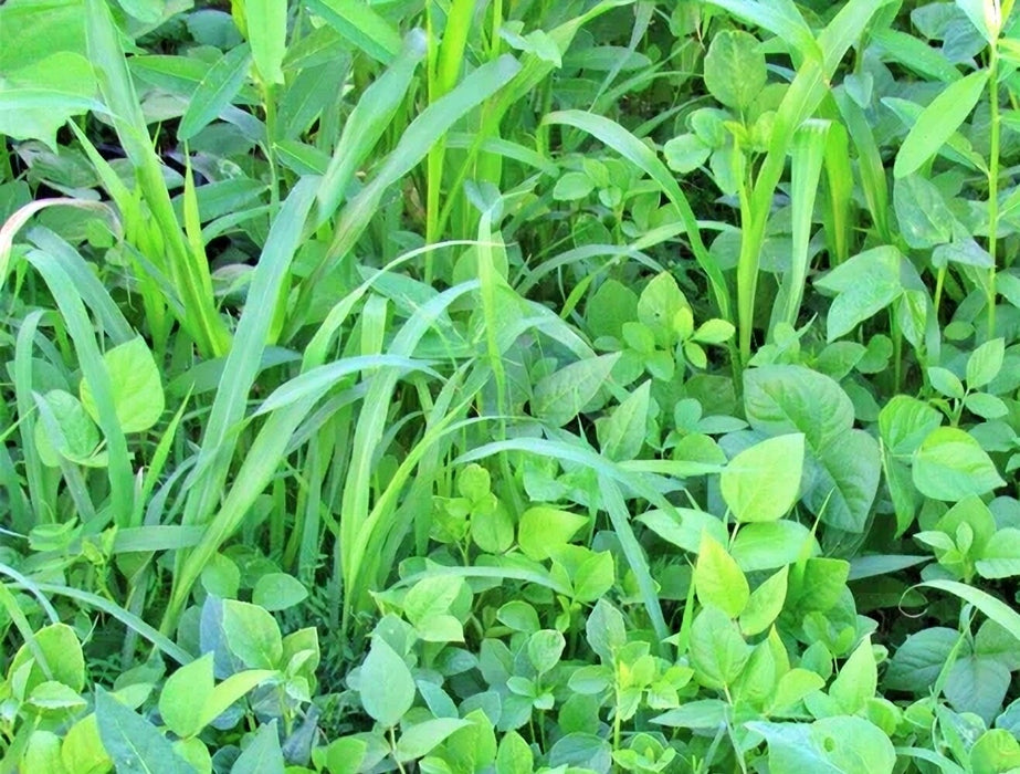 Garden Cover Crop Mix, - BoxGardenSeedsLLC -Gourmet/Native Greens - Seeds