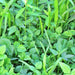 Garden Cover Crop Mix, - BoxGardenSeedsLLC -Gourmet/Native Greens - Seeds