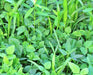 Garden Cover Crop, Mix - BoxGardenSeedsLLC - Gourmet/Native Greens - Seeds - USA Seller, Thank you for shopping here today, Naturally Grown GMO Free Seeds, Heirloom Open Pollinated Seeds, Fresh Top Quality Premium Seeds