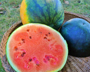 Katanya, Watermelon - BoxGardenSeedsLLC - Melons, Cantaloupe - Seeds - USA Seller, Thank you for shopping here today, Naturally Grown GMO Free Seeds, Heirloom Open Pollinated Seeds, Fresh Top Quality Premium Seeds