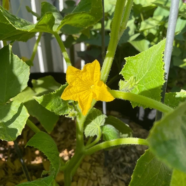 Beit Alpha, Cucumber, -- BoxGardenSeedsLLC -Cucumbers - Seeds