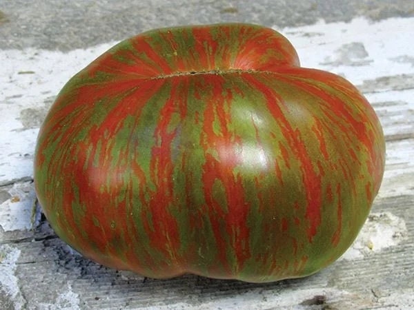 Large Barred Boar, Tomato - BoxGardenSeedsLLC -Tomatoes,Tomatillos - Seeds
