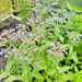 Borage, Herb, - BoxGardenSeedsLLC -Culinary/Medicinal Herbs - Seeds