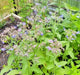 Borage, Herb, -- BoxGardenSeedsLLC -Culinary/Medicinal Herbs - Seeds