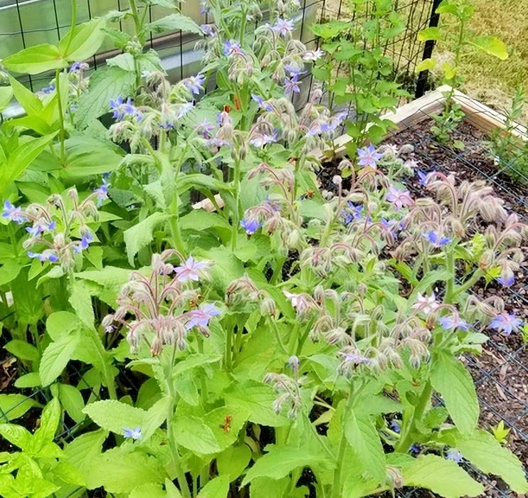 Borage, Herb, - BoxGardenSeedsLLC -Culinary/Medicinal Herbs - Seeds