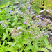 Borage, Herb, - BoxGardenSeedsLLC -Culinary/Medicinal Herbs - Seeds