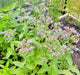 Borage, Herb, -- BoxGardenSeedsLLC -Culinary/Medicinal Herbs - Seeds