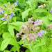 Borage, Herb, - BoxGardenSeedsLLC -Culinary/Medicinal Herbs - Seeds