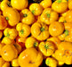 Azoychka, Tomato, -- BoxGardenSeedsLLC -Tomatoes,Tomatillos - Seeds