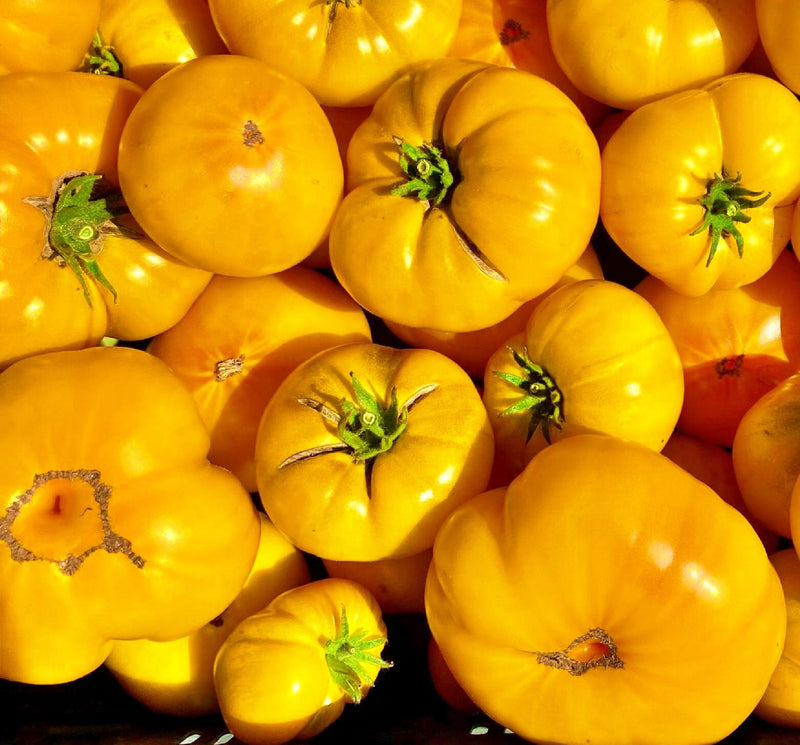 Azoychka, Tomato - BoxGardenSeedsLLC - Tomatoes,Tomatillos - Seeds - 