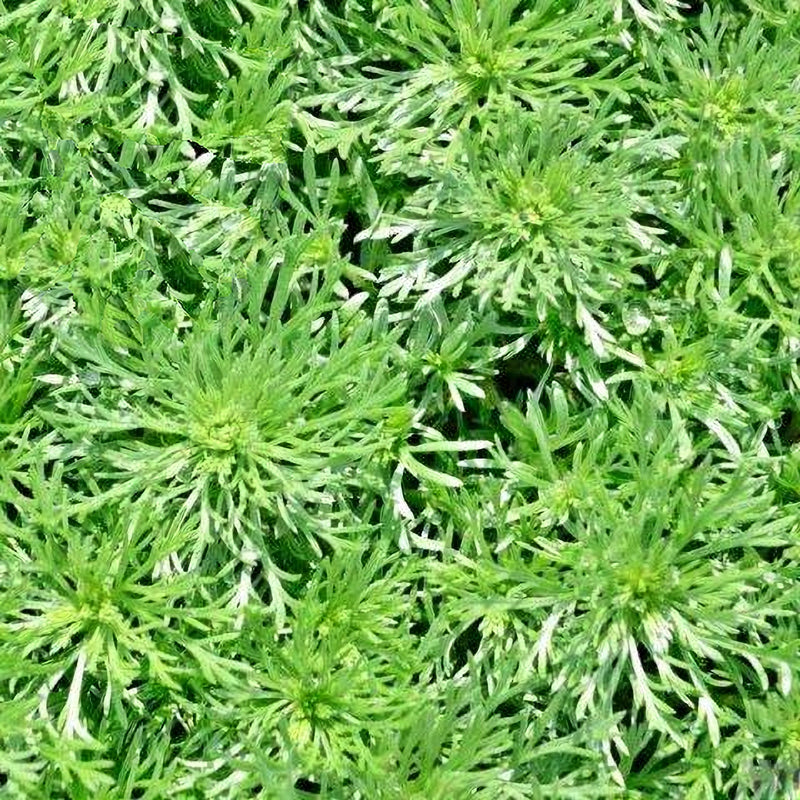 Wormwood, Culinary & Medicinal Herbs - BoxGardenSeedsLLC - Culinary/Medicinal Herbs - Seeds - USA Seller, Thank you for shopping here today, Naturally Grown GMO Free Seeds, Heirloom Open Pollinated Seeds, Fresh Top Quality Premium Seeds