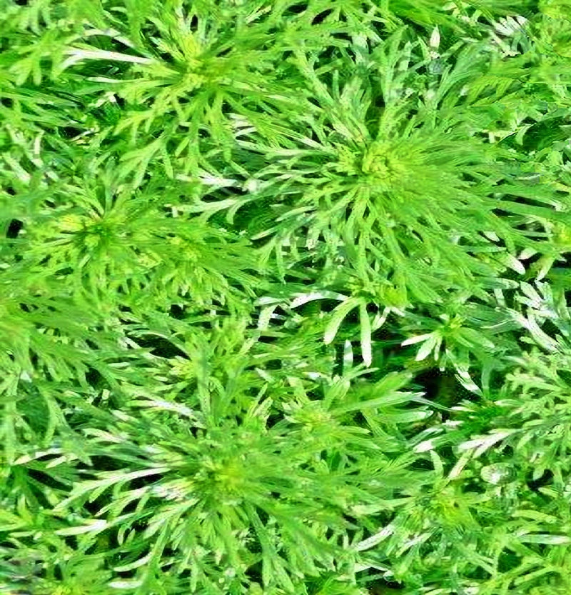 Wormwood, Culinary & Medicinal Herbs - BoxGardenSeedsLLC - Culinary/Medicinal Herbs - Seeds - USA Seller, Thank you for shopping here today, Naturally Grown GMO Free Seeds, Heirloom Open Pollinated Seeds, Fresh Top Quality Premium Seeds