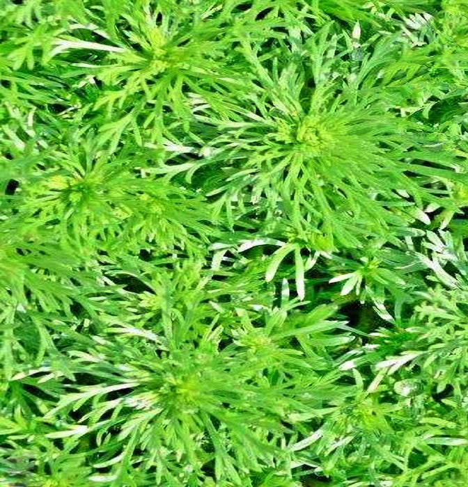 Wormwood, Culinary & Medicinal Herbs, -- BoxGardenSeedsLLC -Culinary/Medicinal Herbs - Seeds