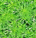 Wormwood, Culinary & Medicinal Herbs, -- BoxGardenSeedsLLC -Culinary/Medicinal Herbs - Seeds