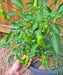 - BoxGardenSeedsLLC - Shishito, Hot Pepper, - Peppers,Eggplants - Seeds