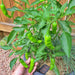 Shishito, Hot Pepper, - BoxGardenSeedsLLC -Peppers,Eggplants - Seeds