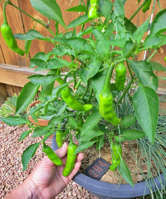 Shishito, Hot Pepper, -- BoxGardenSeedsLLC -Peppers,Eggplants - Seeds