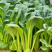 Japanese Komatsuna, Mustard, - BoxGardenSeedsLLC -Gourmet/Native Greens - Seeds