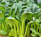 Japanese Komatsuna, Mustard, -- BoxGardenSeedsLLC -Gourmet/Native Greens - Seeds