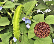 Winged or Dragon, Asian Bean - BoxGardenSeedsLLC - Beans / Dry Beans - Seeds - USA Seller, Thank you for shopping here today, Naturally Grown GMO Free Seeds, Heirloom Open Pollinated Seeds, Fresh Top Quality Premium Seeds