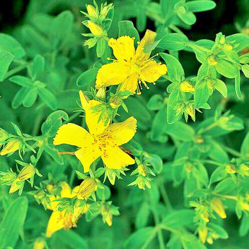 St. Johns Wort, Culinary & Medicinal Herbs, - BoxGardenSeedsLLC -Culinary/Medicinal Herbs - Seeds