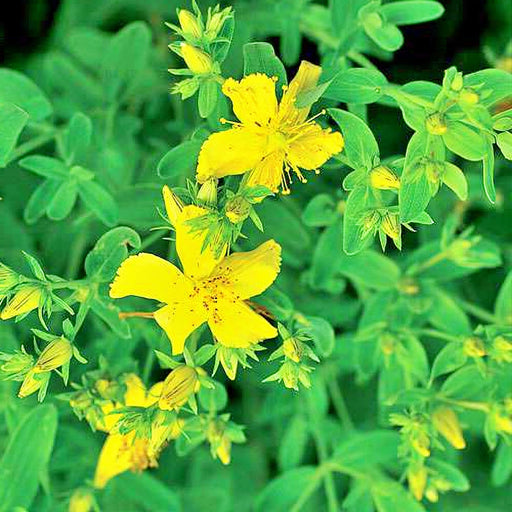 St. Johns Wort, Culinary & Medicinal Herbs, -- BoxGardenSeedsLLC -Culinary/Medicinal Herbs - Seeds