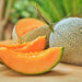 Top Mark, Cantaloupe, - BoxGardenSeedsLLC -Melons, Cantaloupe - Seeds