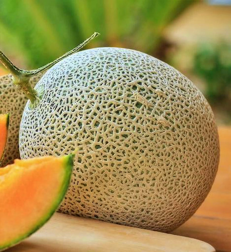 Top Mark, Cantaloupe - BoxGardenSeedsLLC - Melons, Cantaloupe - Seeds - Thank you for shopping here today, Non GMO Seeds, Naturally Grown Seeds, Grown to Organic Standards, Heirloom Seeds, Open Pollinated Seeds, Fresh Premier Seeds, USA Seller