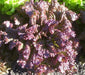 - BoxGardenSeedsLLC - Red Sails Leaf, Lettuce, - Lettuce - Seeds