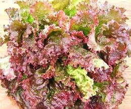 - BoxGardenSeedsLLC - Red Sails Leaf, Lettuce, - Lettuce - Seeds