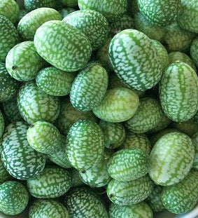 Cucamelon, Mexican Sour Gherkin, - BoxGardenSeedsLLC -Melons, Cantaloupe - Seeds