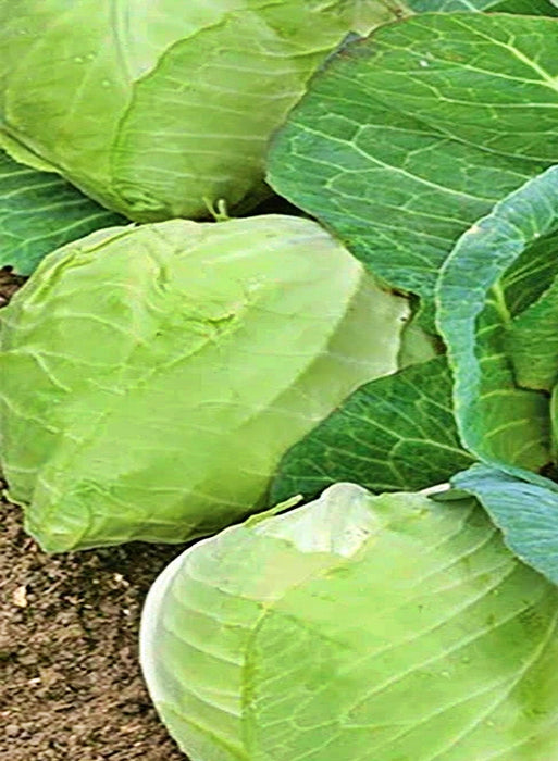 Cabbage, Charleston Wakefield, - BoxGardenSeedsLLC -Cabbage, Kale - Seeds