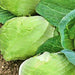 Cabbage, Charleston Wakefield, - BoxGardenSeedsLLC -Cabbage, Kale - Seeds