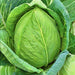 Cabbage, Charleston Wakefield, - BoxGardenSeedsLLC -Cabbage, Kale - Seeds