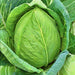 Cabbage, Charleston Wakefield, - BoxGardenSeedsLLC -Cabbage, Kale - Seeds