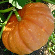 Hopi Orange, Winter Squash - BoxGardenSeedsLLC - Squash,Pumpkins - Seeds - USA Seller, Thank you for shopping here today, Naturally Grown GMO Free Seeds, Heirloom Open Pollinated Seeds, Fresh Top Quality Premium Seeds